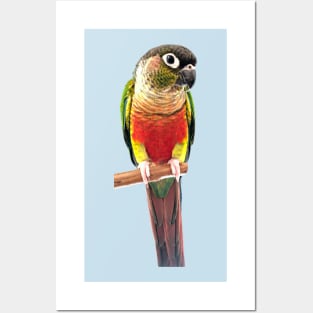 Green Cheek Conure Parrot Bird design, Love for birds Posters and Art